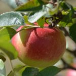 Una mela, a Naz-Sicaves