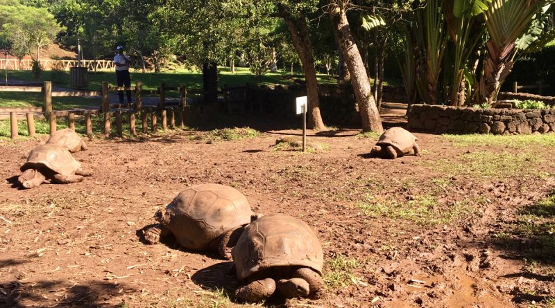 Tartarughe giganti a Chamarel