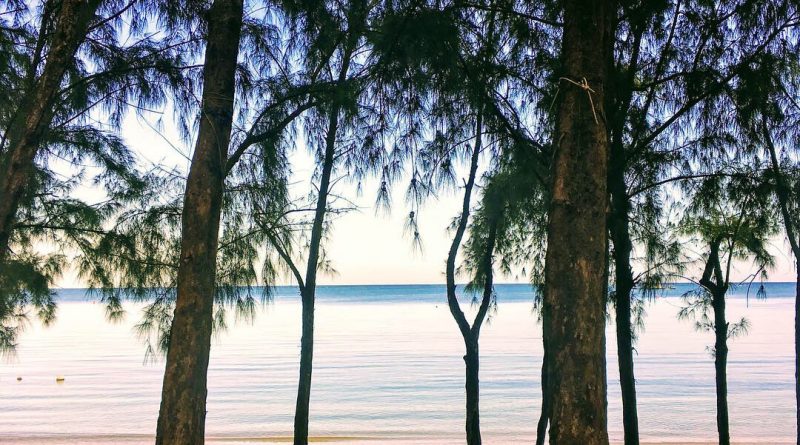 Alberi nella spiaggia di Mont-Choisy