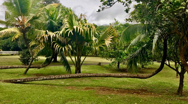 Botanical Gardens Sir Seewoosagur Ramgoolam a Pamplemousses