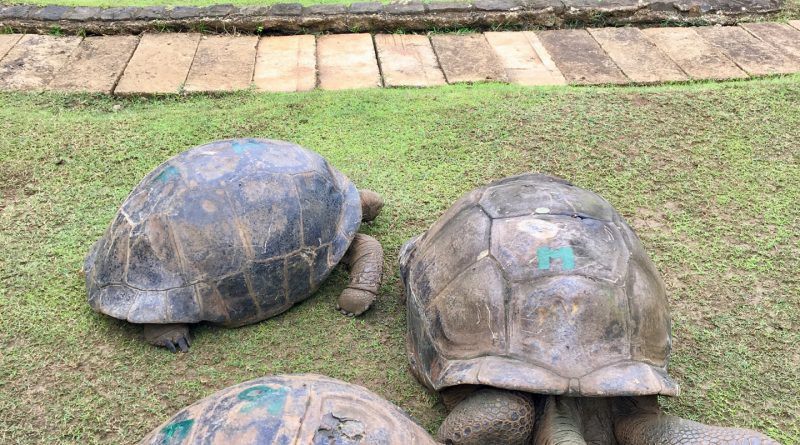 Tartarughe giganti