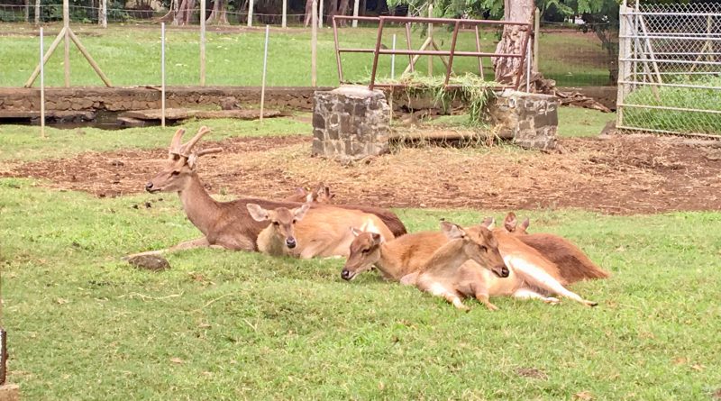 Cervi che si riposano nei giardini botanici di Pamplemousses