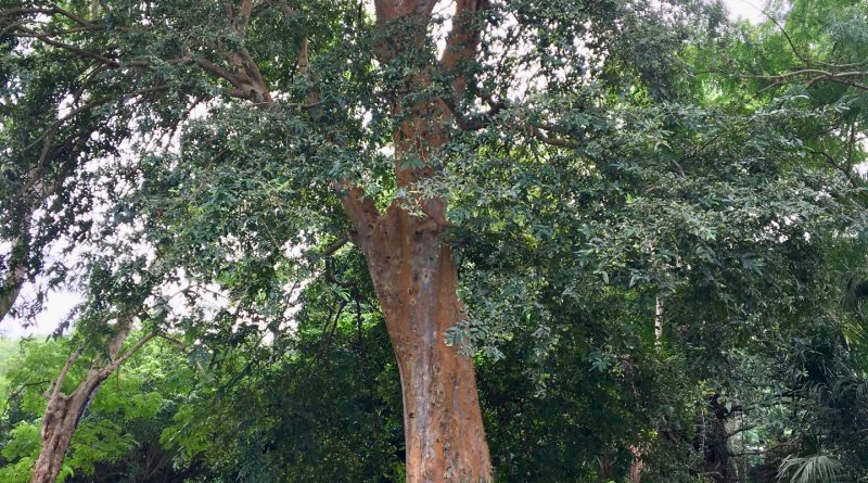 Botanical Gardens Sir Seewoosagur Ramgoolam a Pamplemousses