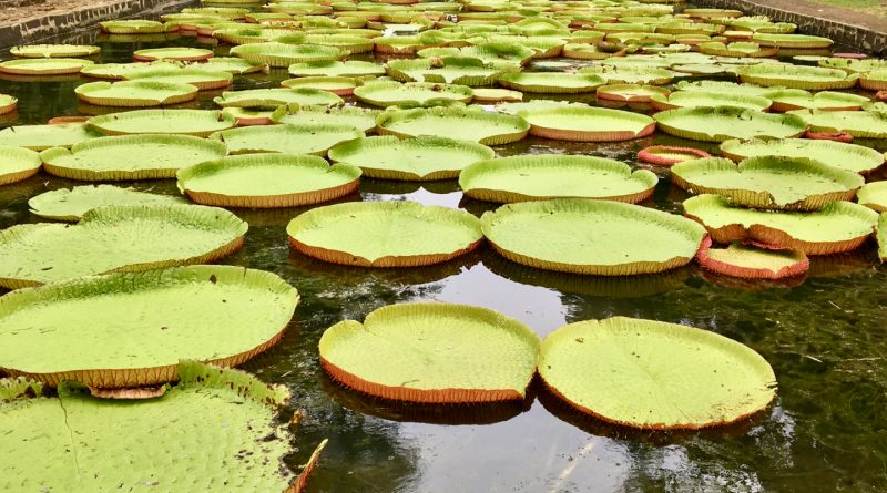 Ninfee giganti ai giardini botanici di Pamplemouses