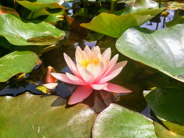 Fiore di loto, dai giardini di Villa Carlotta